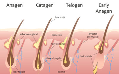 Understanding the Hair Growth Cycle Post-Transplantation