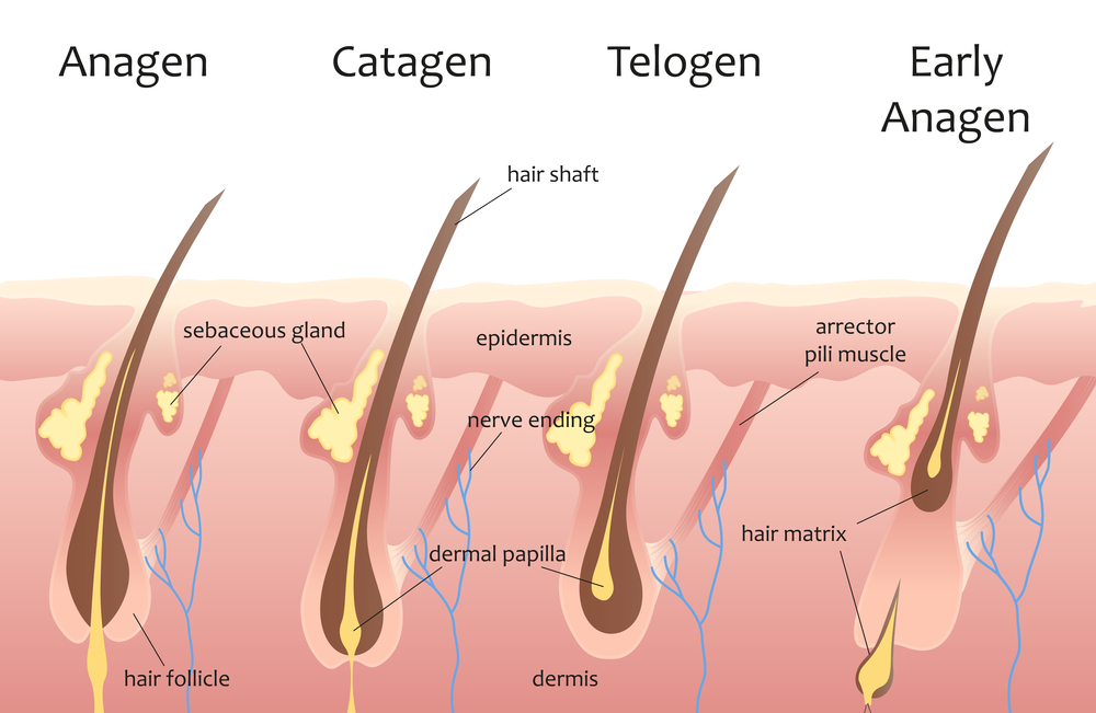 Understanding the Hair Growth Cycle Post-Transplantation